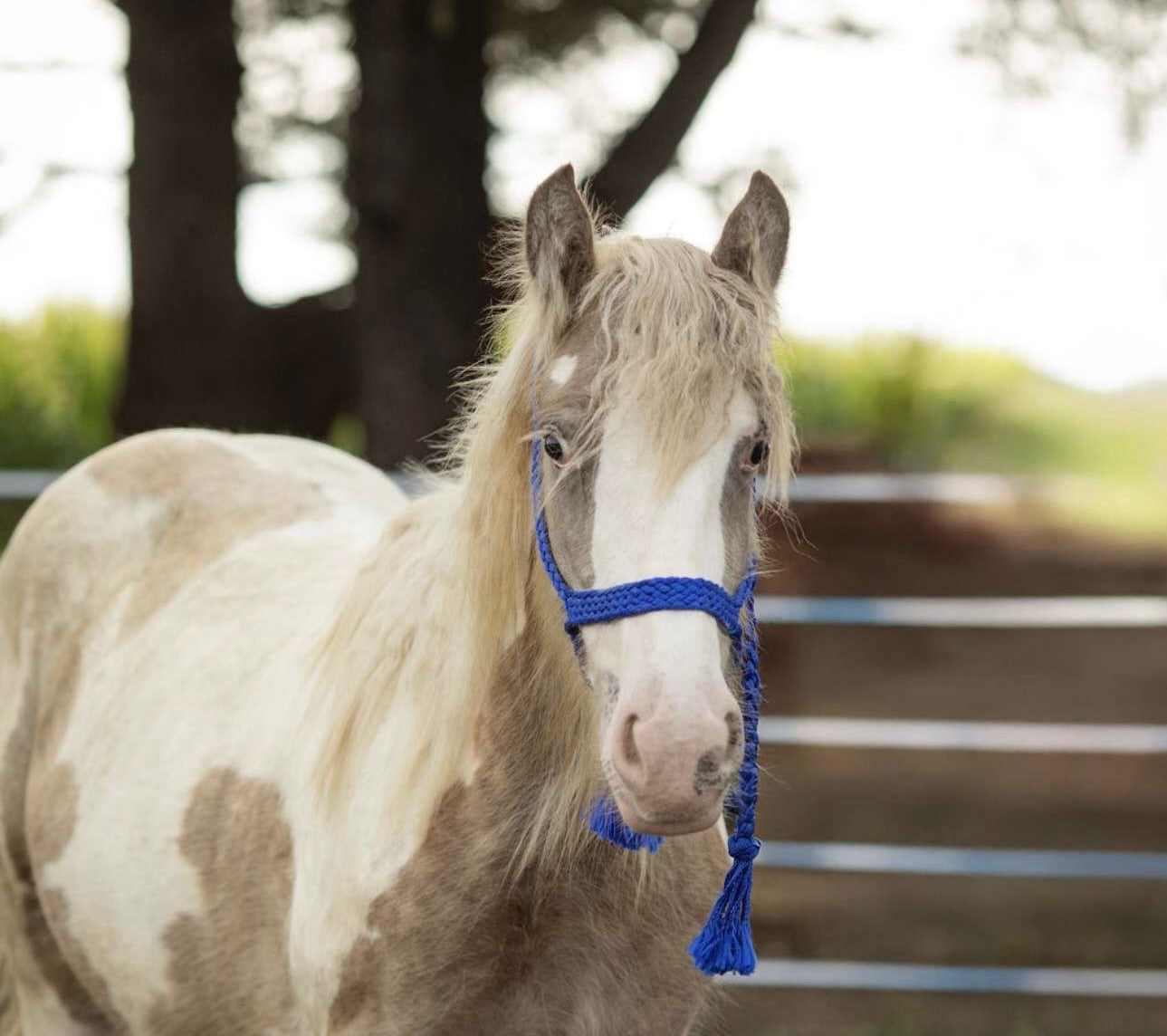 “Mumma Farm Harvey” – Registered Gypsy Stud Colt