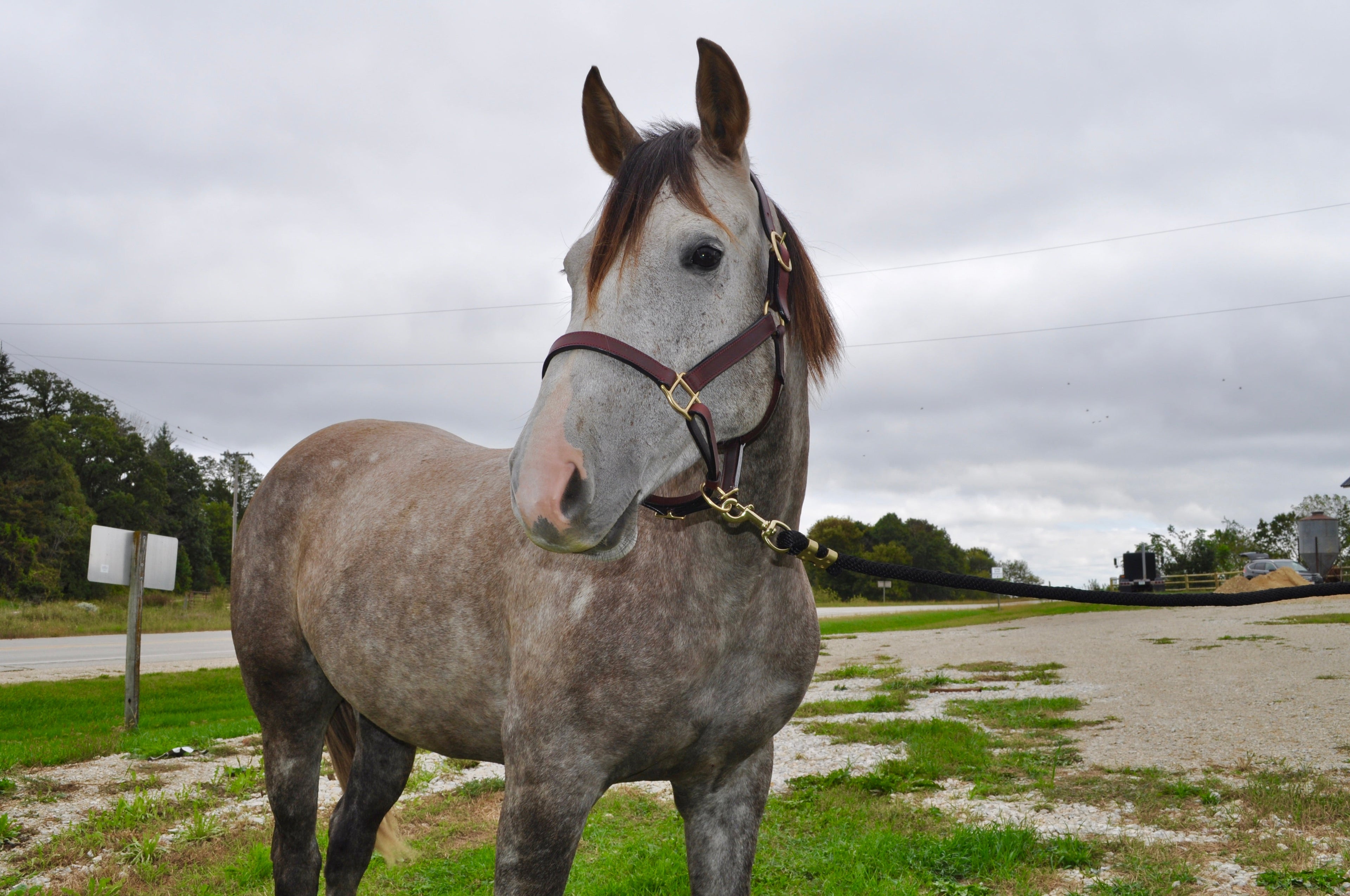Horse Halter - B&E Performance Horses