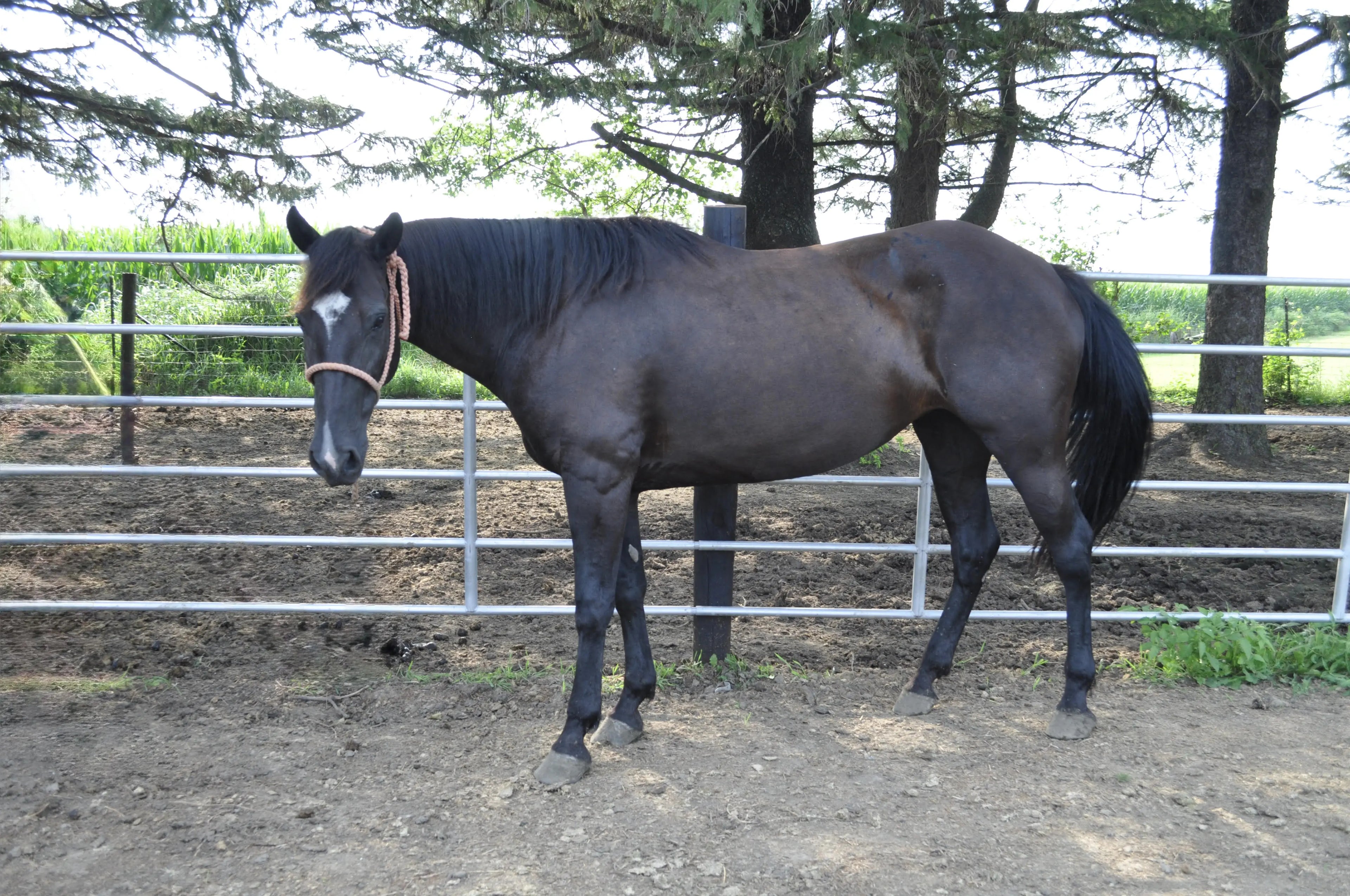 All Horses - B&E Performance Horses