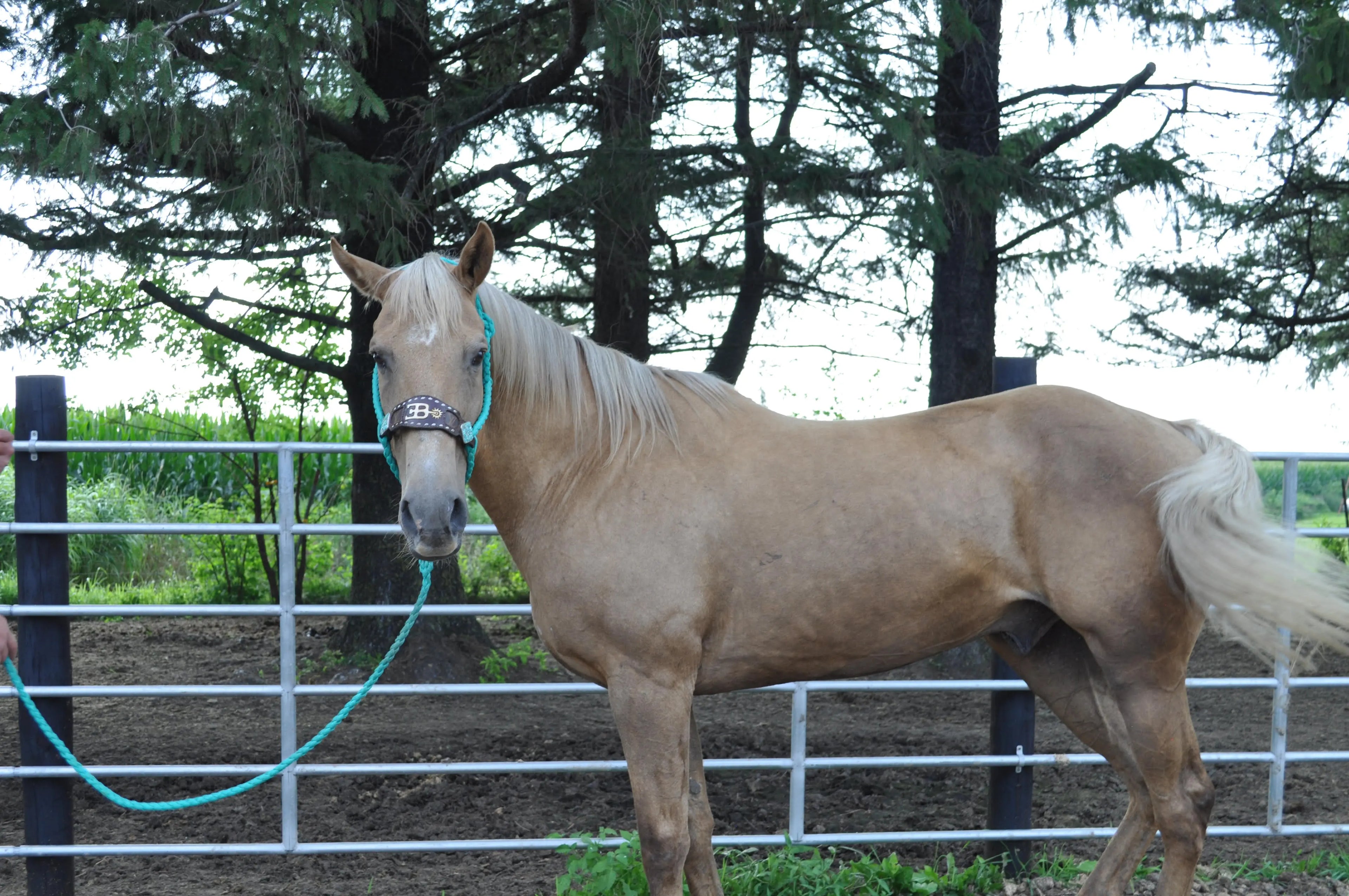 Featured Horses - B&E Performance Horses