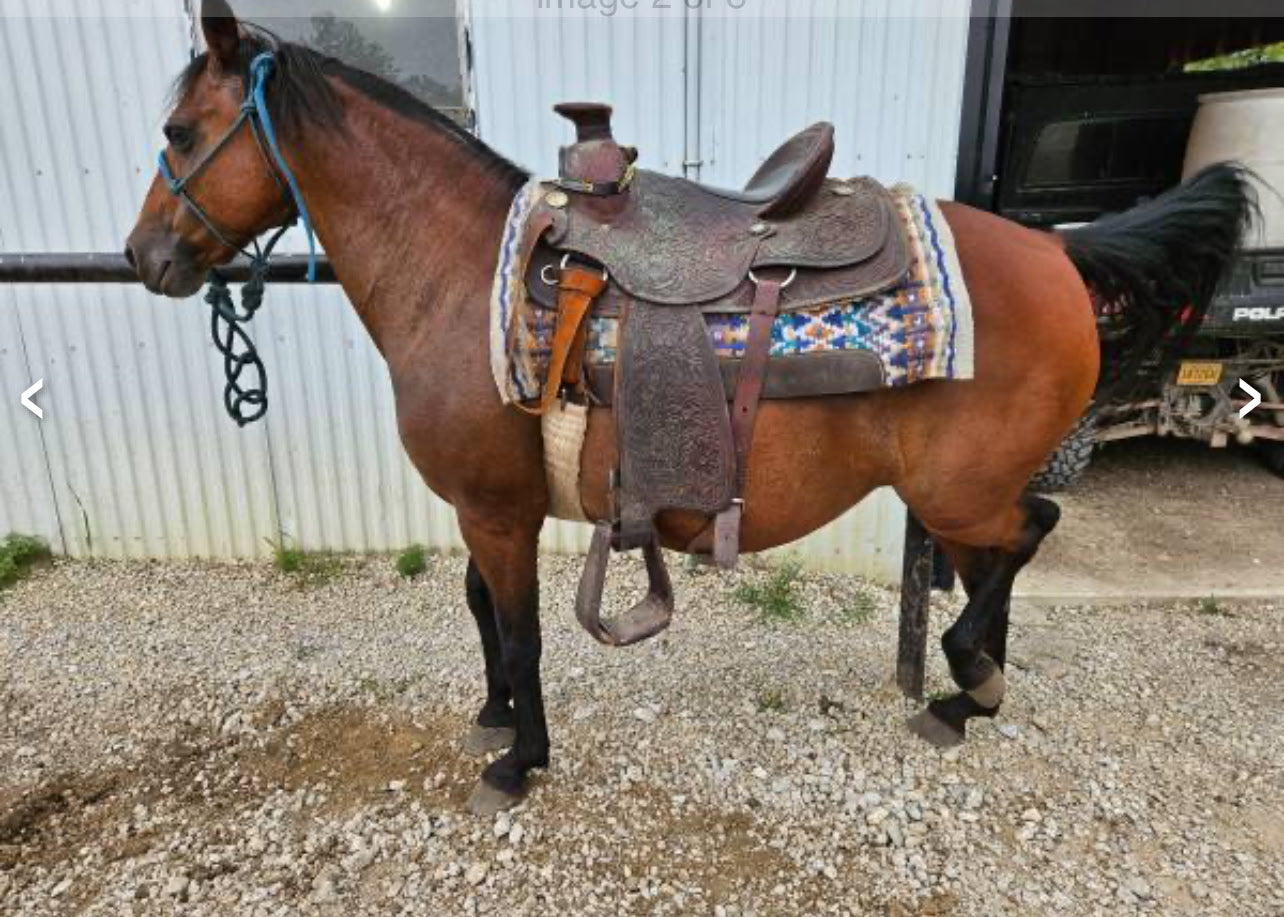 Morgan/Pony Cross Bay Mare – Green Broke – Bred
