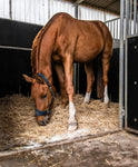 Sandezia Bedding Drying Powder - Order Eliminator, Fresh Eucalyptus The Epic Animal