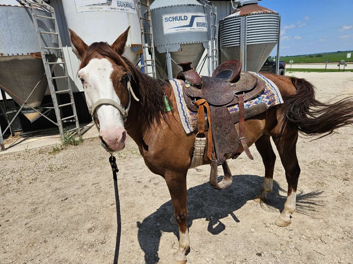 14-Year-Old Gelding – Broke to Ride