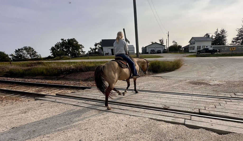 12-Year-Old Buckskin Mare – Solid Trail Horse
