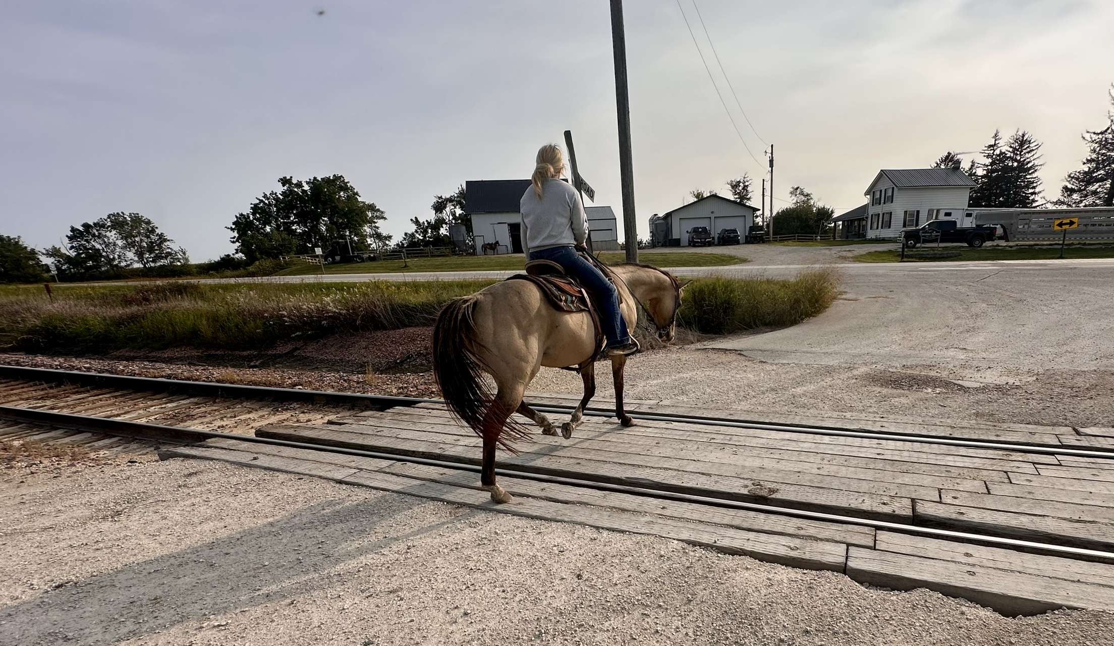 12-Year-Old Buckskin Mare – Solid Trail Horse