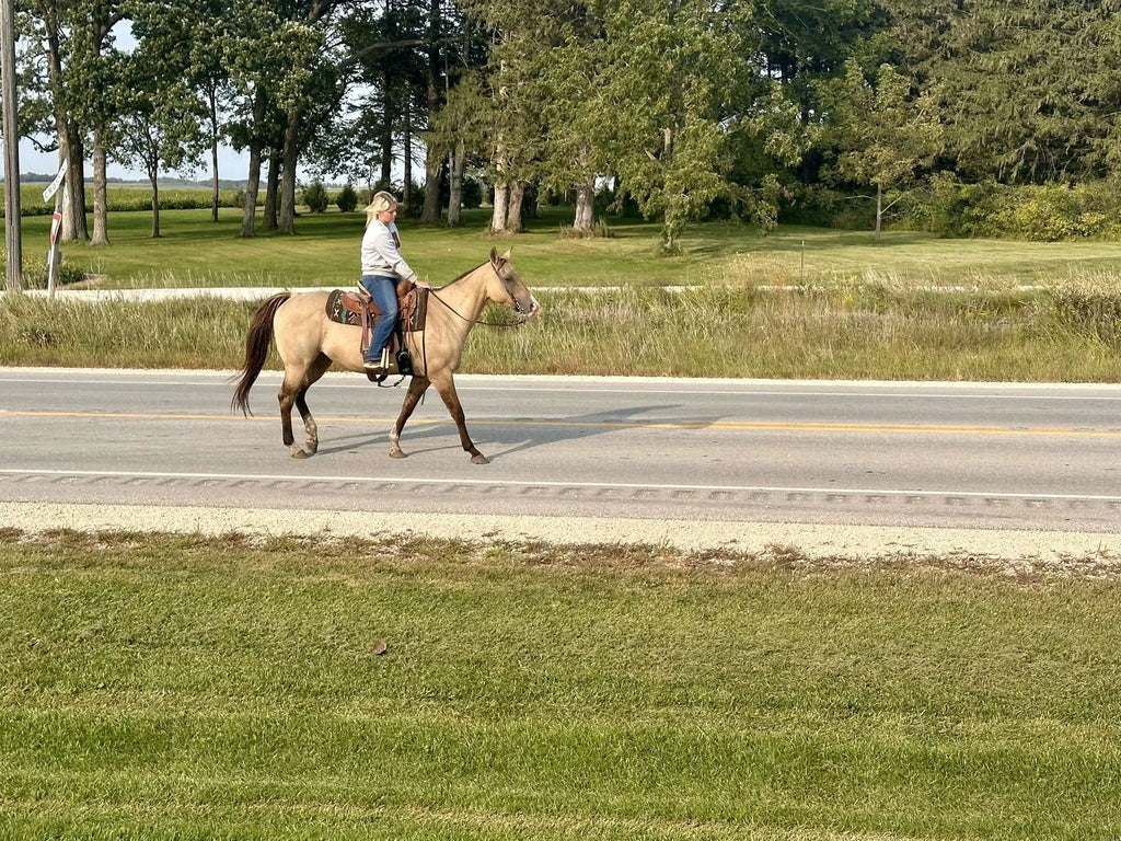 12-Year-Old Buckskin Mare – Solid Trail Horse B&E Performance Horses