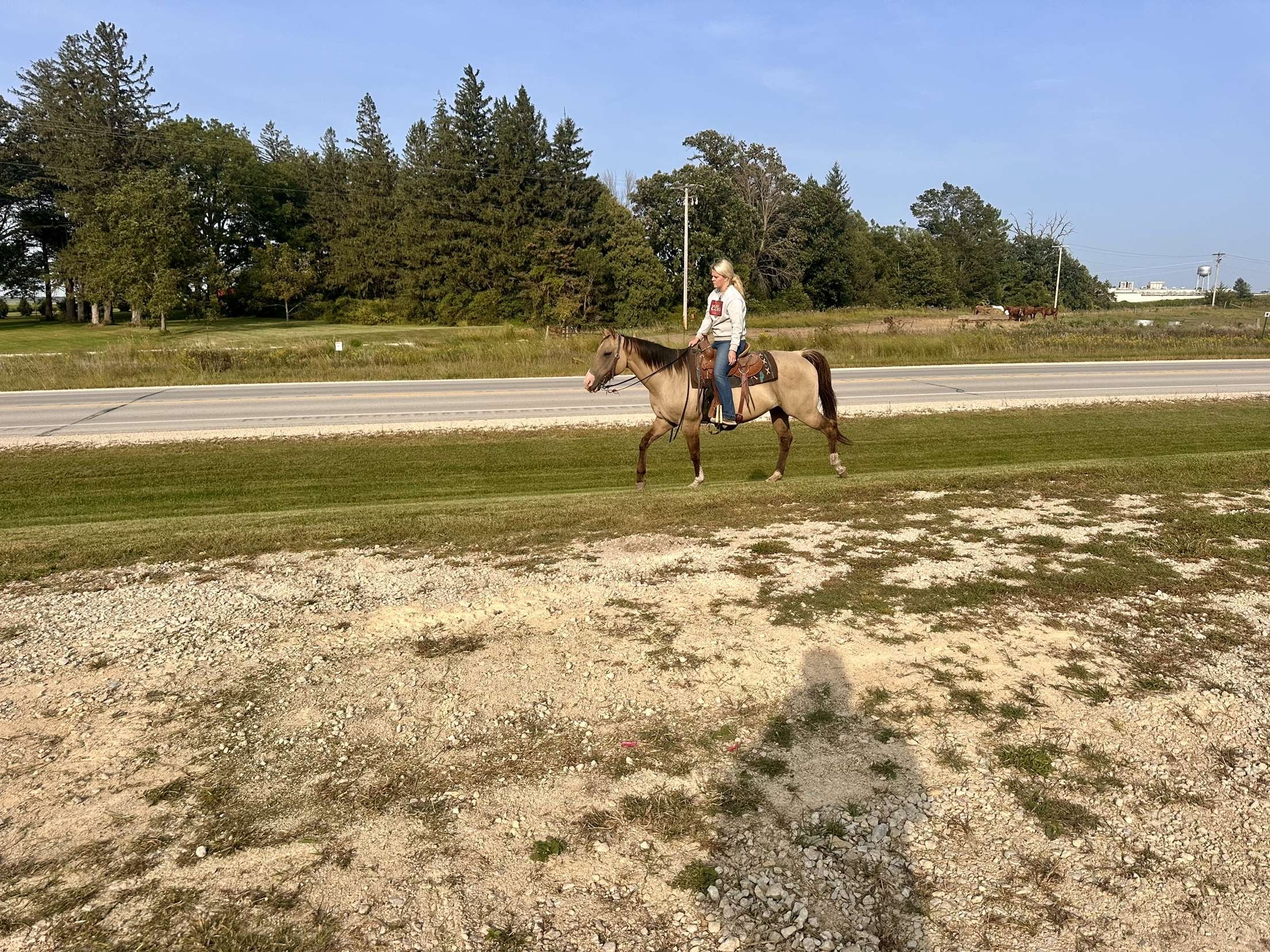 12-Year-Old Buckskin Mare – Solid Trail Horse