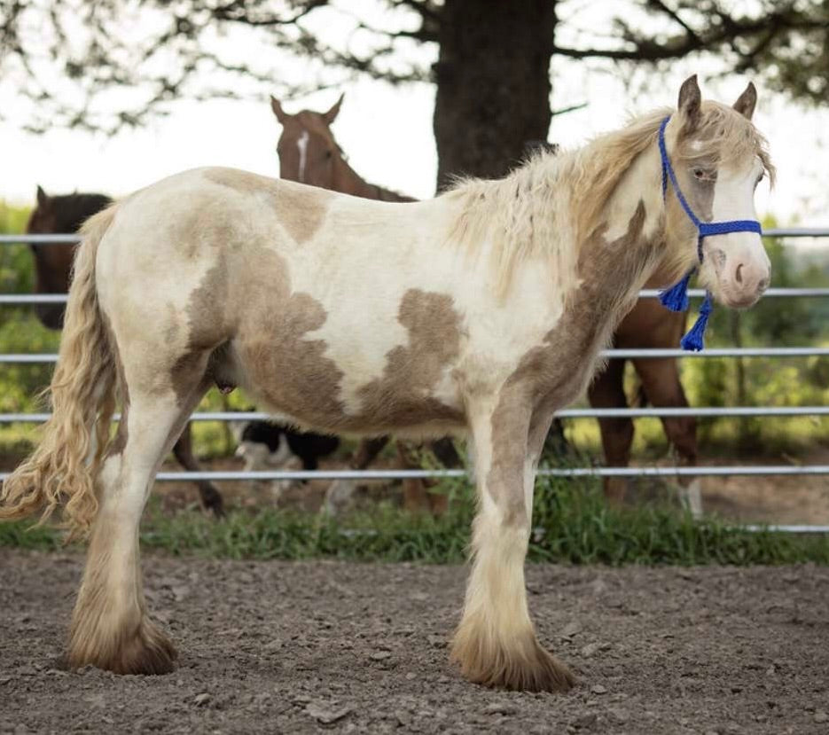 “Mumma Farm Harvey” – Registered Gypsy Stud Colt