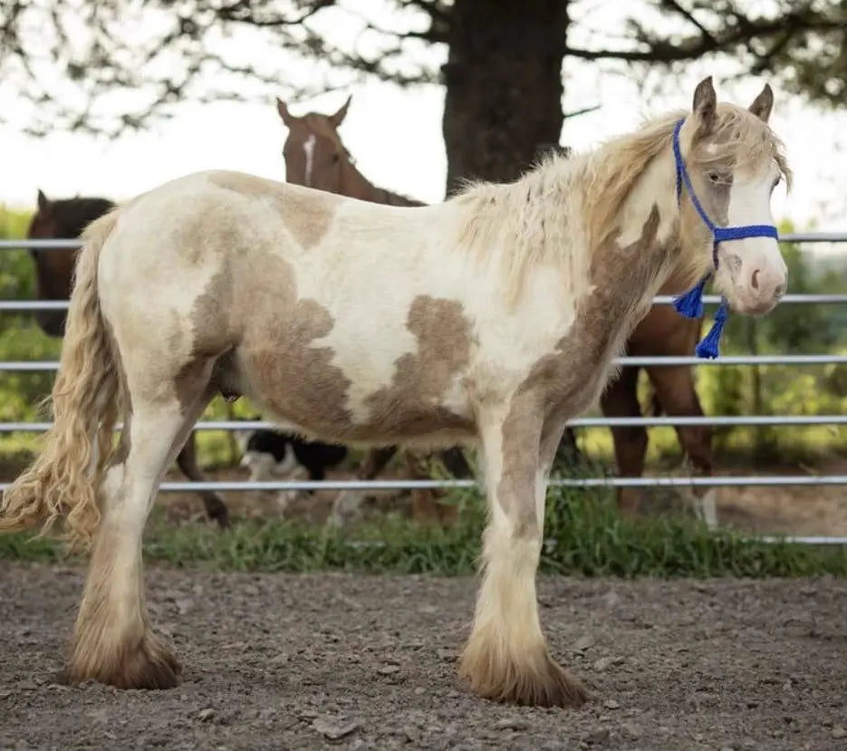 “Mumma Farm Harvey” – Registered Gypsy Stud Colt B&E Performance Horses