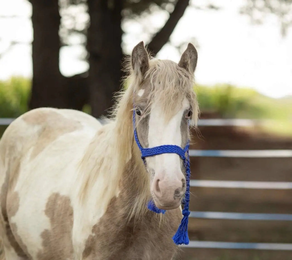 “Mumma Farm Harvey” – Registered Gypsy Stud Colt B&E Performance Horses