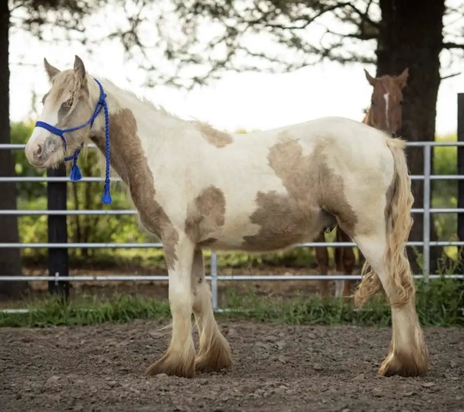 “Mumma Farm Harvey” – Registered Gypsy Stud Colt B&E Performance Horses