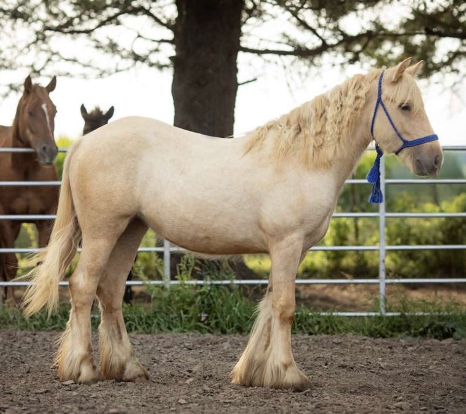 “INTL RD BUTTERCUP” – Registered Gypsy Filly