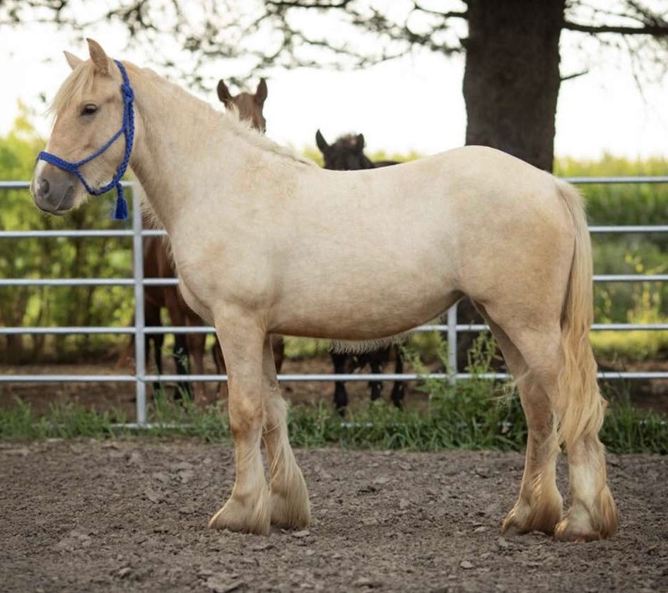 “INTL RD BUTTERCUP” – Registered Gypsy Filly