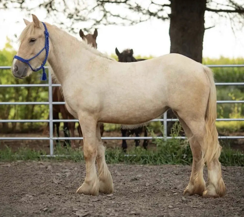 “INTL RD BUTTERCUP” – Registered Gypsy Filly B&E Performance Horses