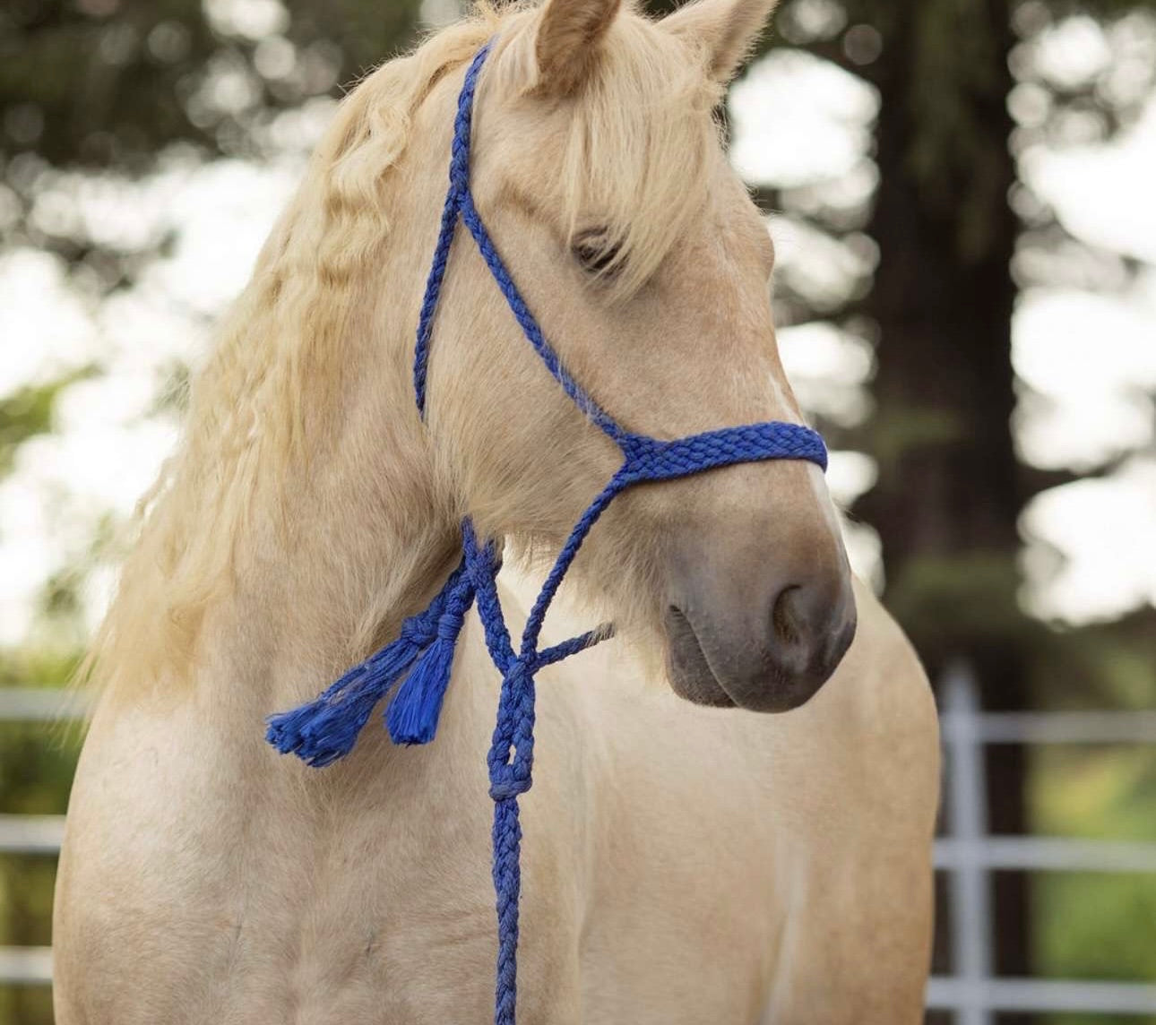 “INTL RD BUTTERCUP” – Registered Gypsy Filly
