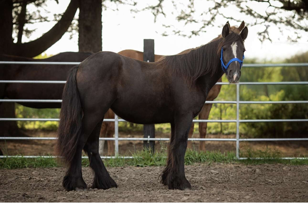 Black Gypsy Filly – Registration Eligible
