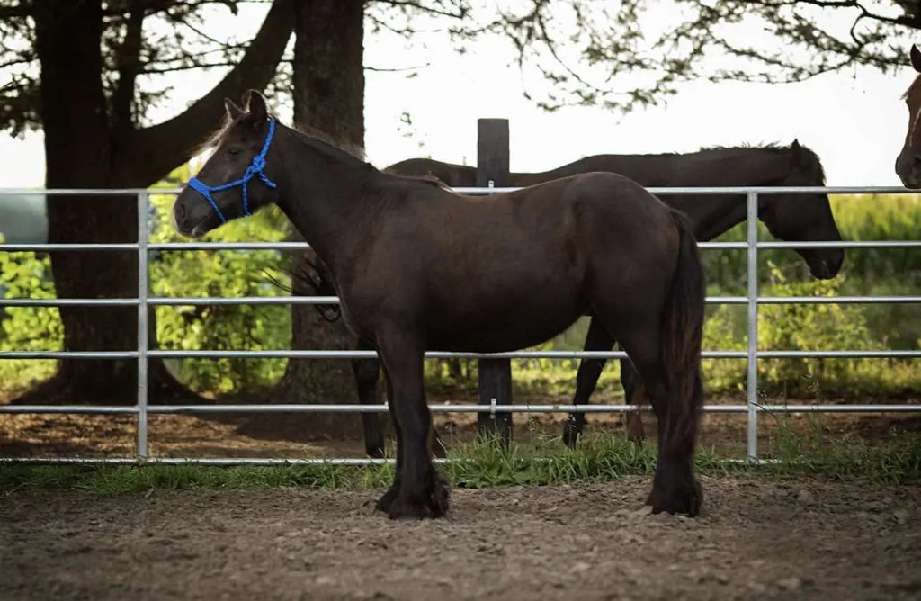 Black Gypsy Filly – Registration Eligible B&E Performance Horses
