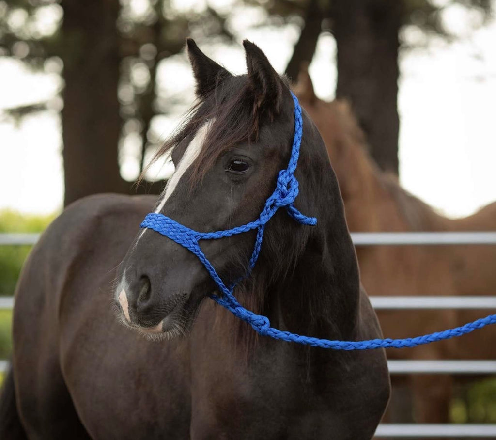 Black Gypsy Filly – Registration Eligible