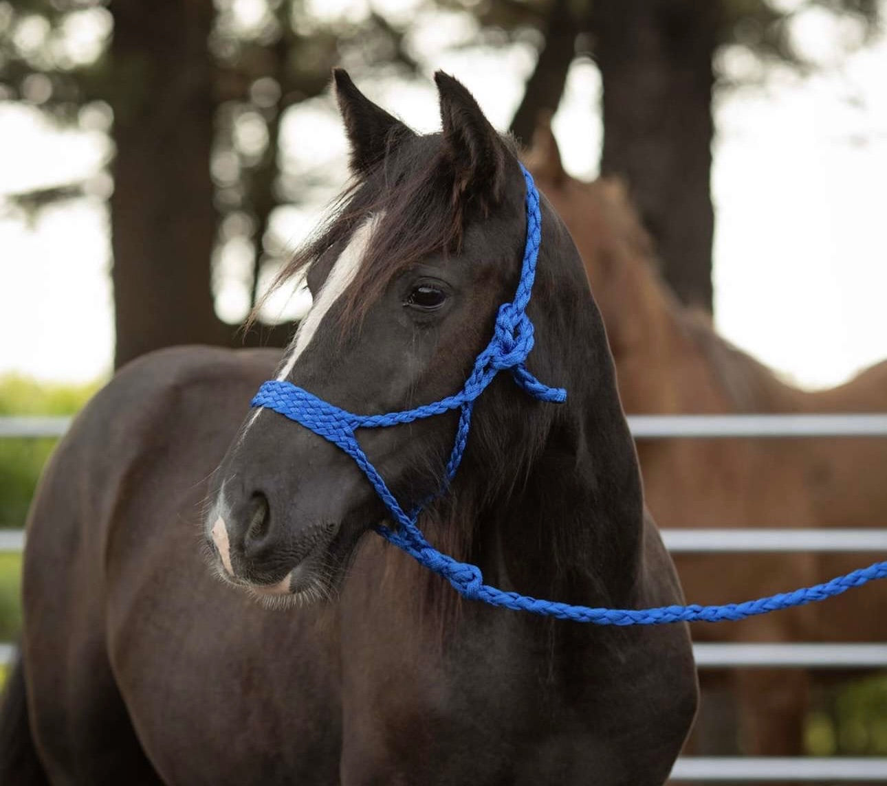 Black Gypsy Filly – Registration Eligible