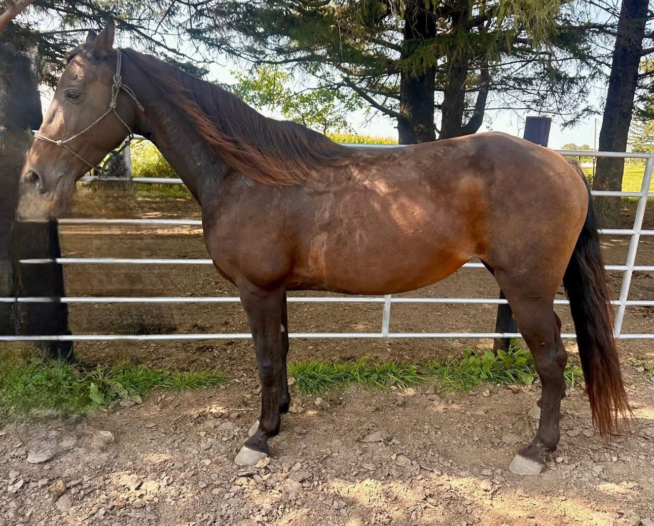 19-Year-Old Gaited Mare – Well Broke