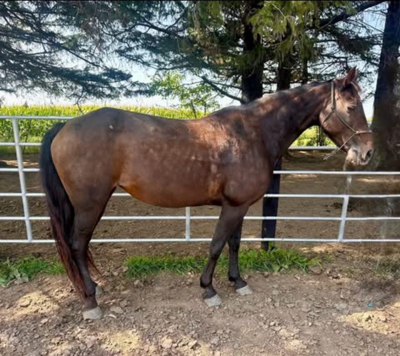 19-Year-Old Gaited Mare – Well Broke