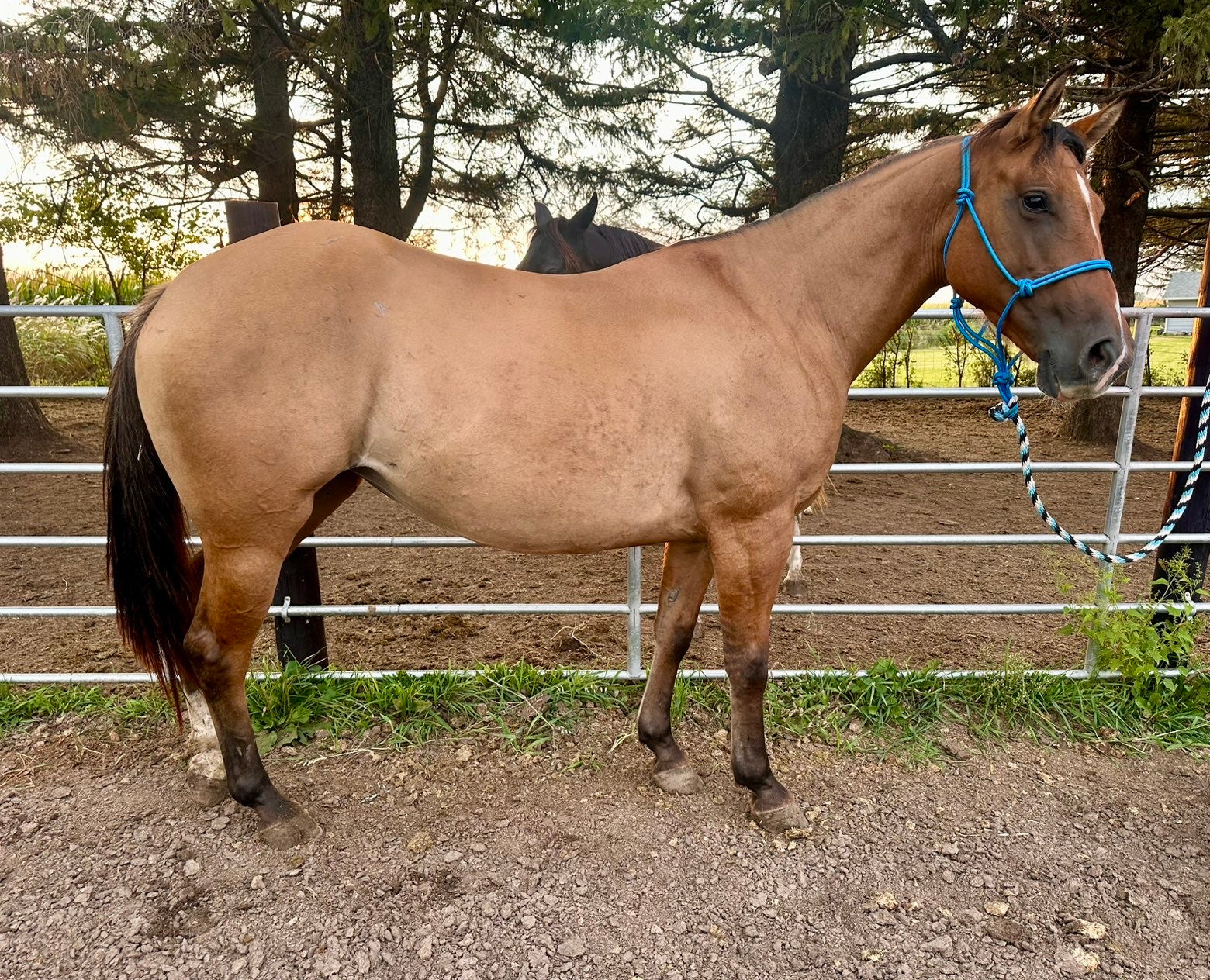 🫧 Missy • 4 yo dun mare 🫧