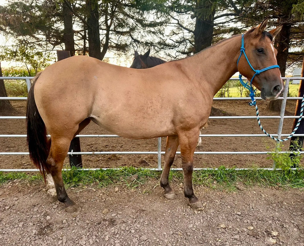 🫧 Missy • 4 yo dun mare 🫧 B&E Performance Horses