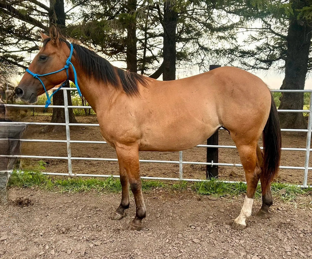 🫧 Missy • 4 yo dun mare 🫧 B&E Performance Horses