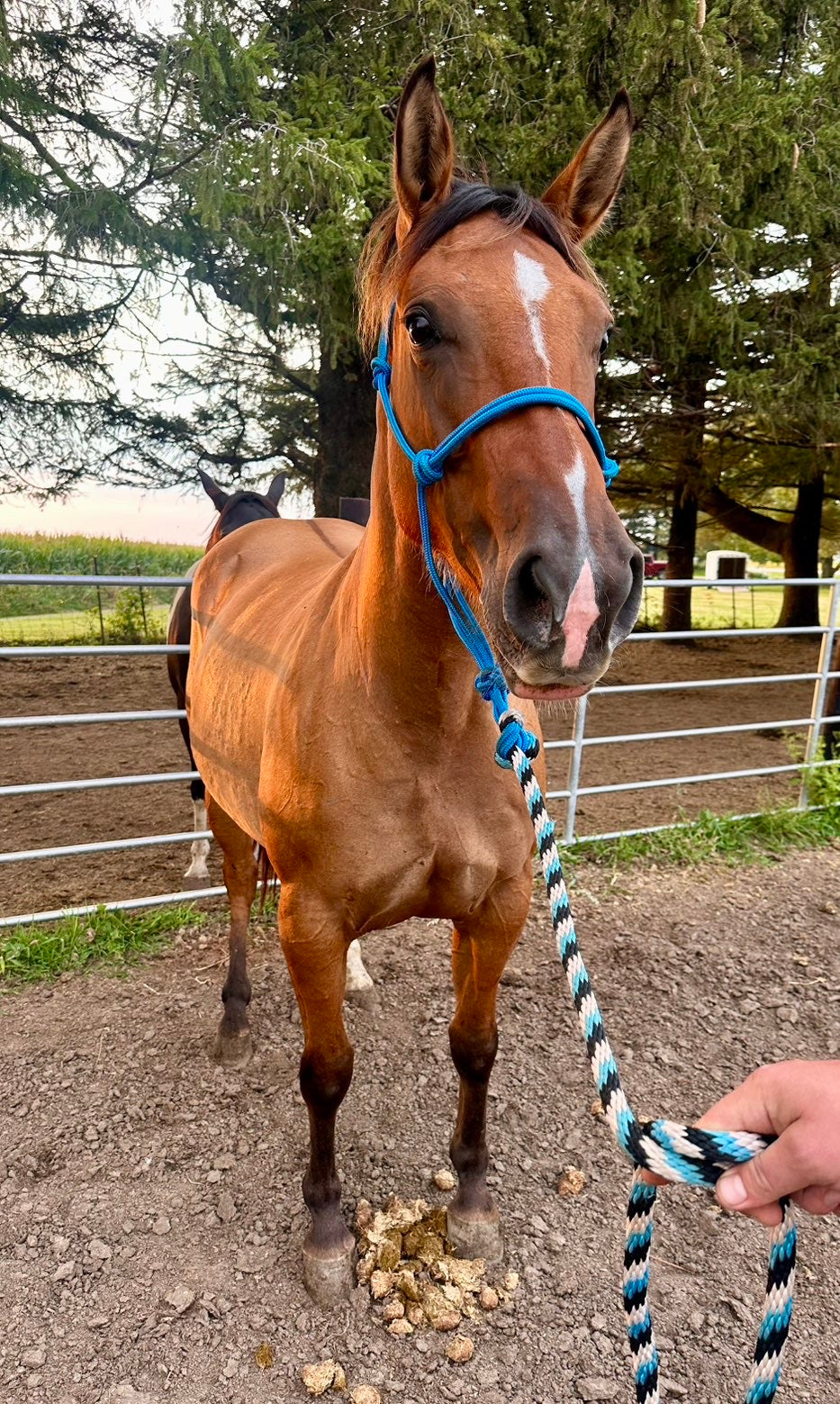 🫧 Missy • 4 yo dun mare 🫧