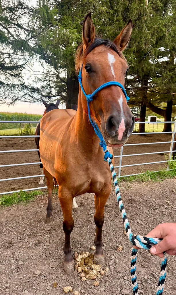 🫧 Missy • 4 yo dun mare 🫧 B&E Performance Horses