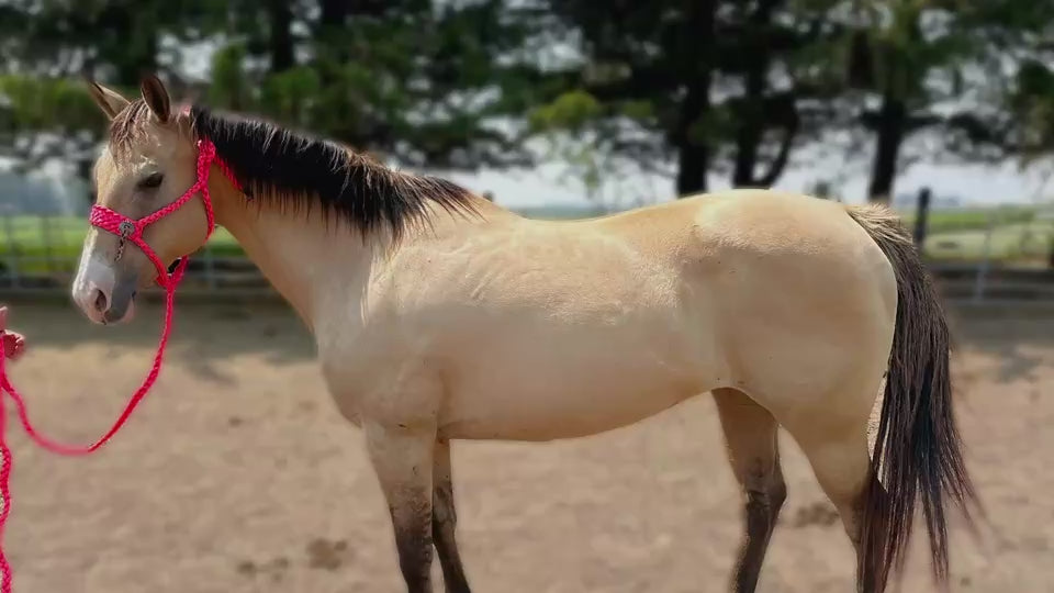 12-Year-Old Buckskin Mare – Solid Trail Horse